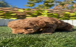 Caniche Toy perros en venta: CANICHE TOY MACHO - Anuncio 14