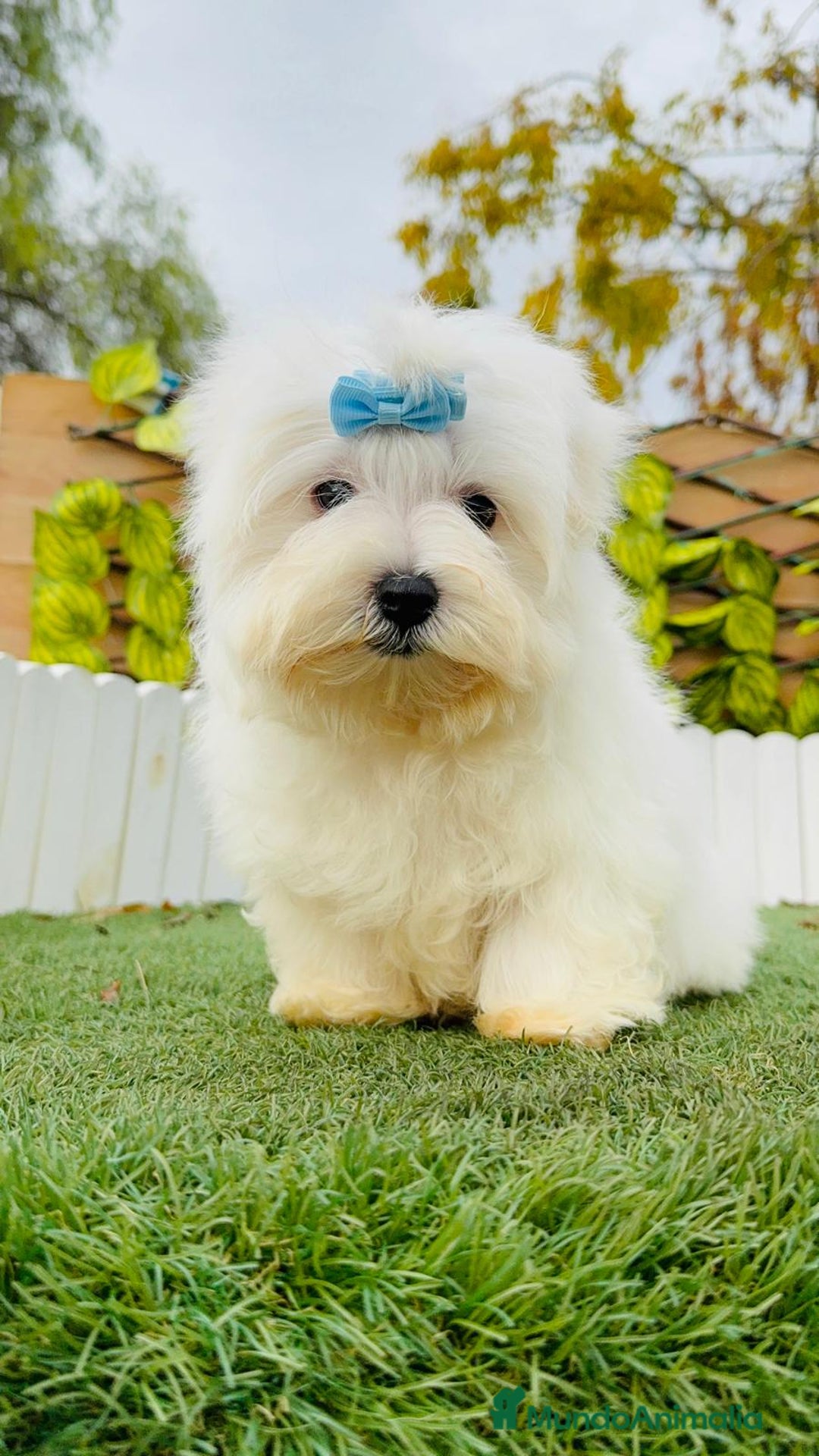 Bichón Maltés perros en venta: BICHON MALTES LINEA AMERICANA - Anuncio 12