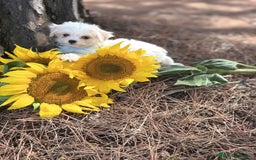 Bichón Maltés perros en venta: Bichon maltés hembra y macho !!! - Imagen 4