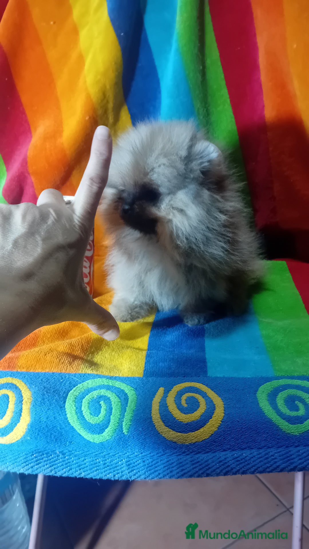Pomerania perros en venta: Preciosos pomeranias americanos boo  - Imagen 1