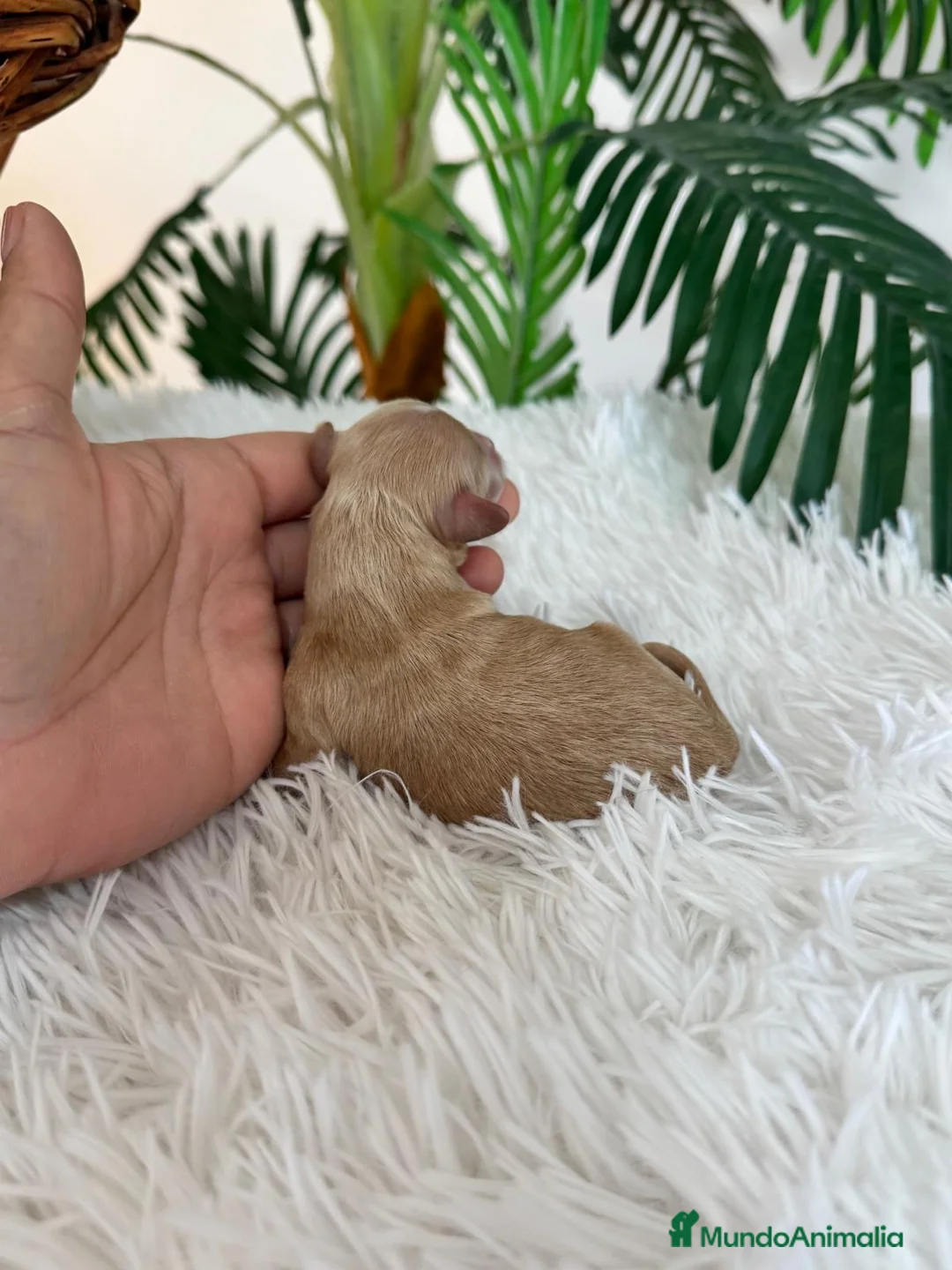 Maltipoo perros en venta: MALTIPOO MACHO - Anuncio 3