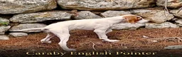Pointer perros en venta: Pointer inglés CARABY  - Anuncio 2