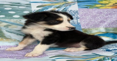 Border Collie perros - Anuncio 8