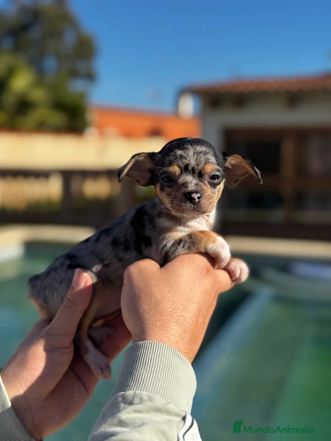 Chihuahua perros en venta: Chihuahuas  en Illes Balears - Anuncio 6