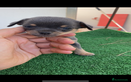 Chihuahua perros en venta: Hembrita chihuahua - Imagen 1