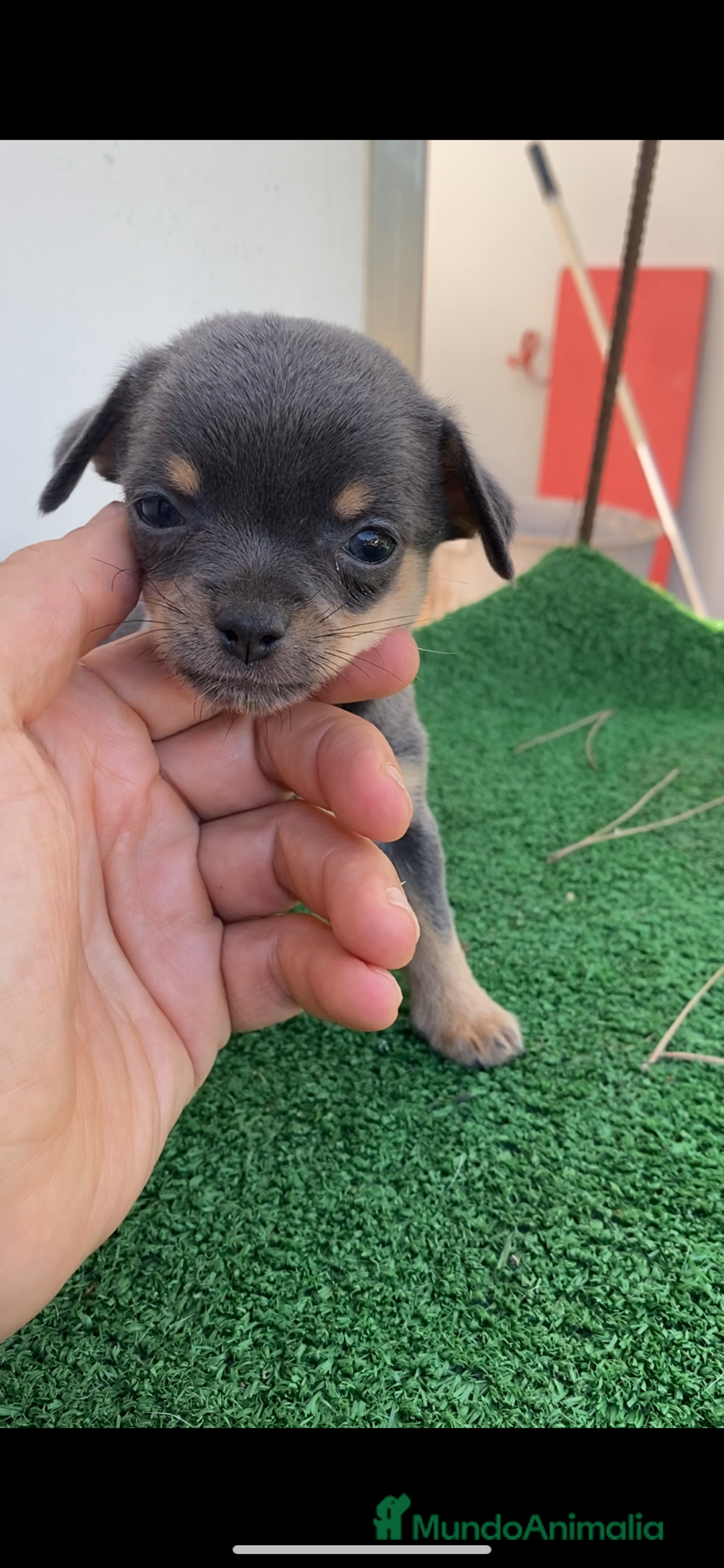 Chihuahua perros en venta: Hembrita chihuahua - Imagen 1