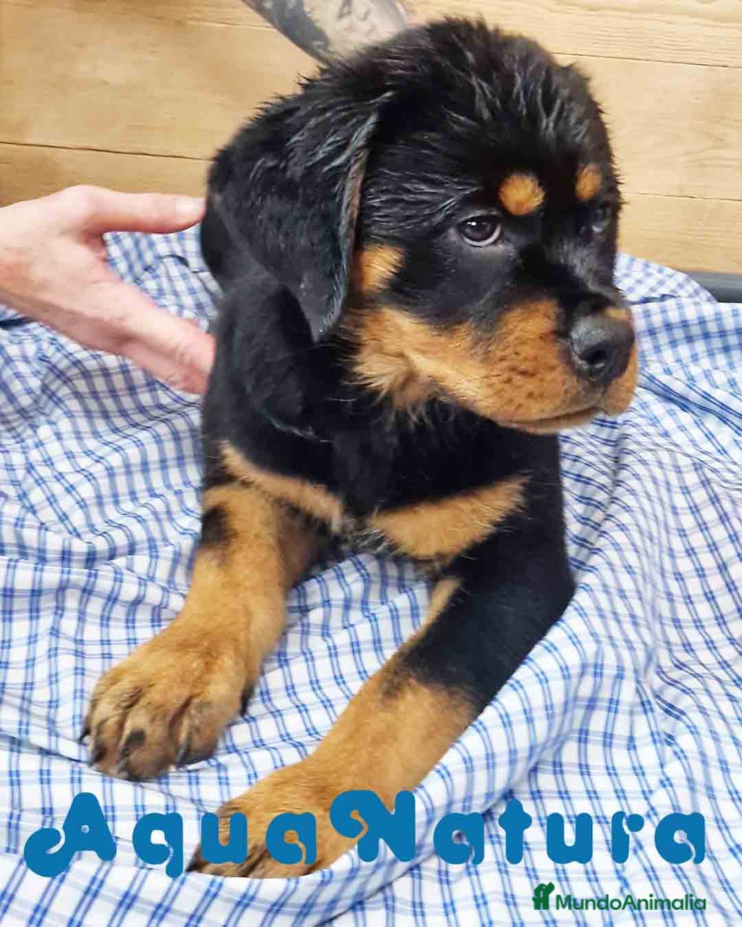 Rottweiler perros Rottweiler Hembra 3403 - AQUANATURA en Barcelona - Anuncio 1
