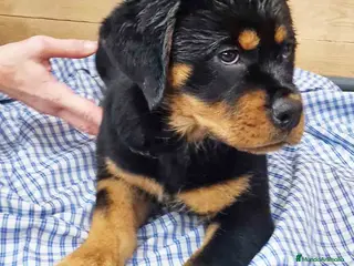 Rottweiler perros Rottweiler Hembra 3403 - AQUANATURA en Barcelona - Anuncio 3