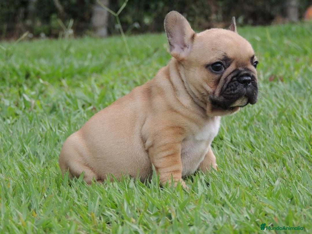 Bulldog Francés perros en venta: CACHORROS BULLDOG FRANCÉS DE CALIDAD A BUEN PRECIO - Anuncio 1