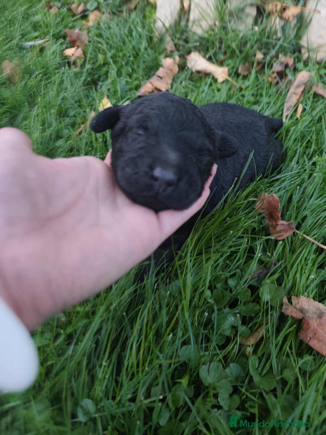 Perro de Agua Español perros en venta: Camada de perros de agua - Imagen 7