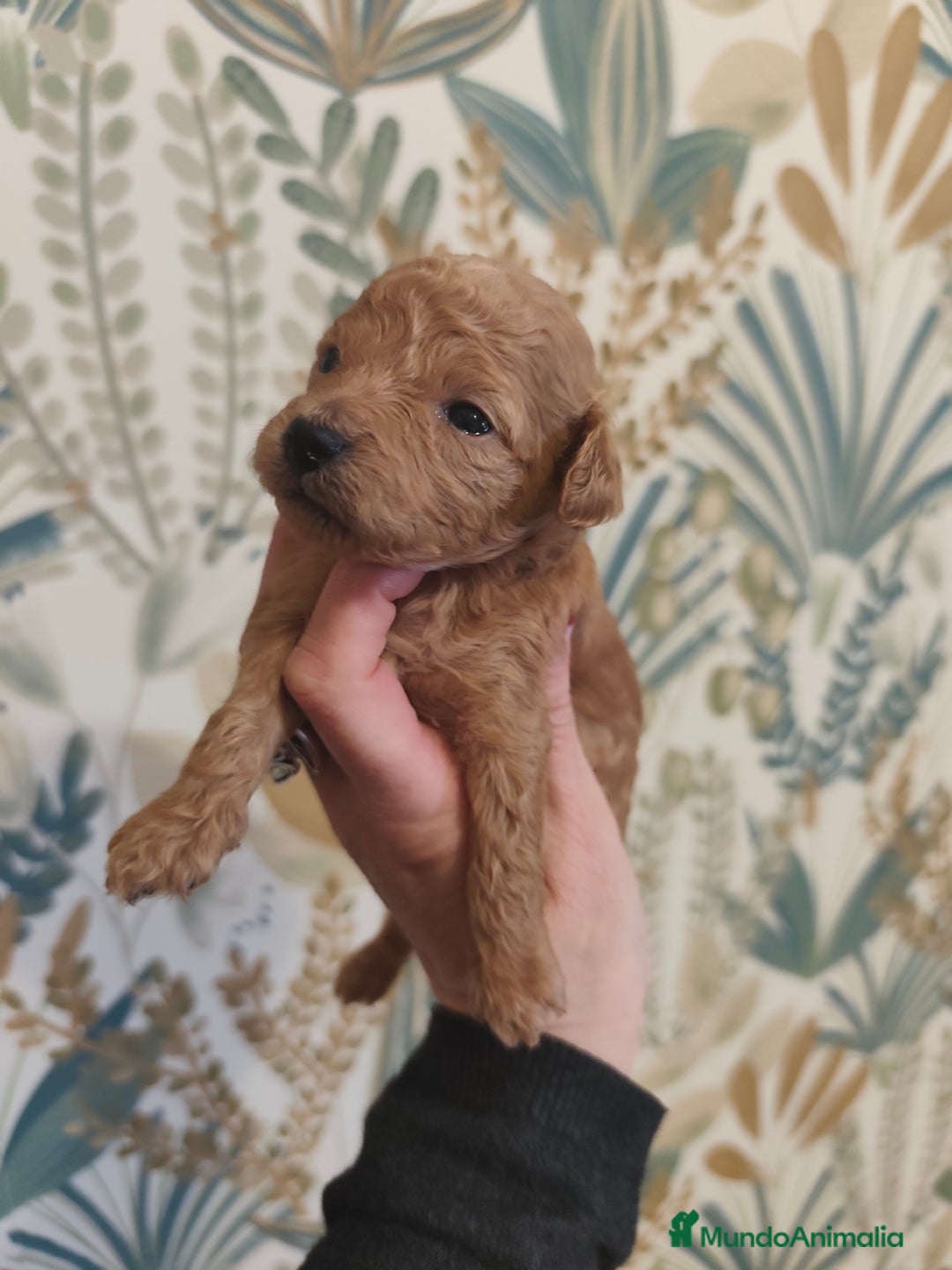 Caniche Toy perros en venta: 🐾 CANICHE TOY HEMBRA APRICOT – CRIADA CON AMOR 🐾 - Anuncio 5