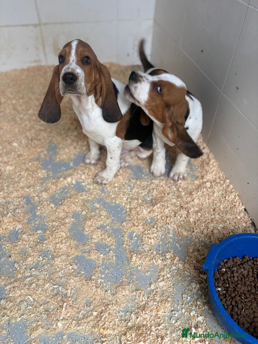 Basset Hound perros en venta: Último BASSET HOUND  - Anuncio 7