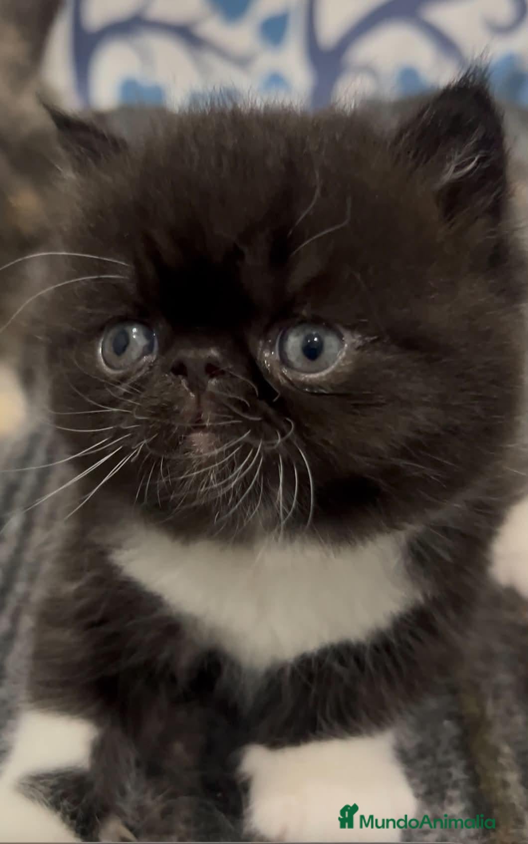 Exótico de Pelo Corto gatos Exotico  - Anuncio 1
