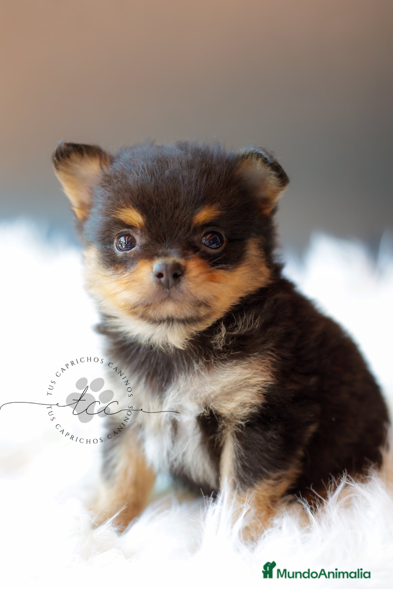 Pomchi perros Pomchi tricolor  - Anuncio 6