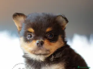 Pomchi perros Pomchi tricolor - Anuncio 6