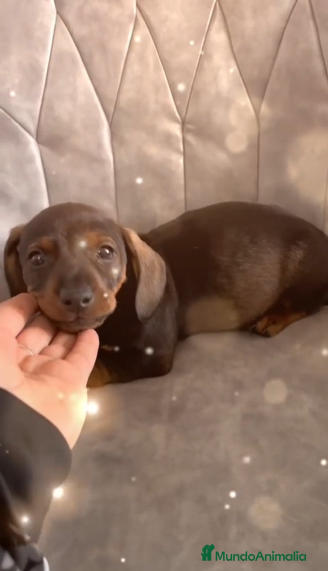 Teckel perros en venta: Teckel kanichen  - Anuncio 1