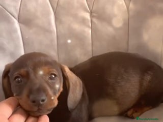 Teckel perros Teckel kanichen - Anuncio 1