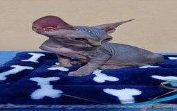 Sphynx gatos en venta: machito tabby  - Imagen 3
