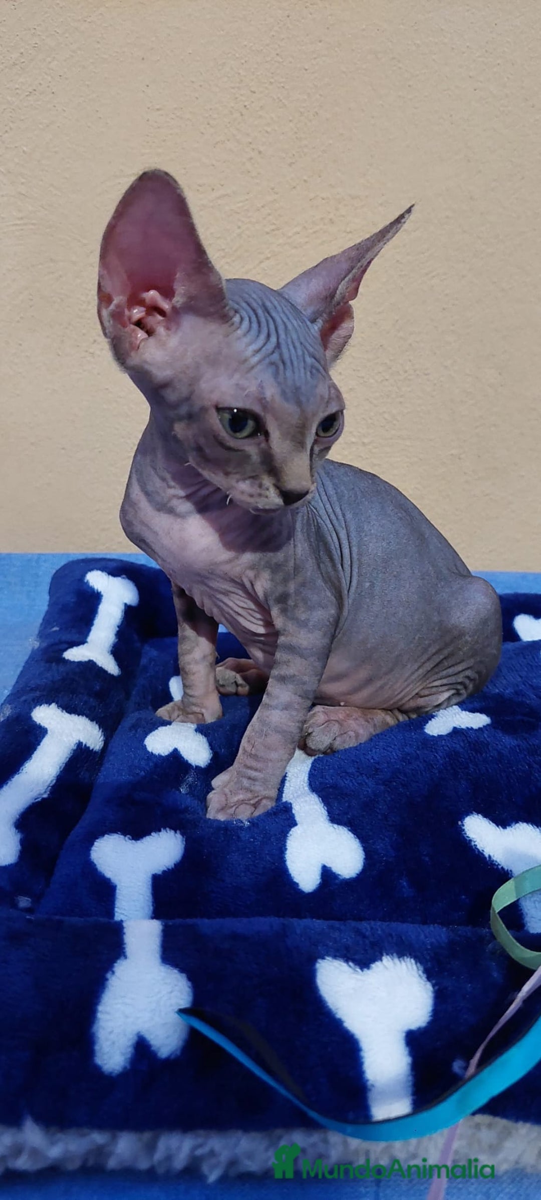Sphynx gatos en venta: machito tabby  - Imagen 3