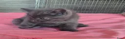 Británico de Pelo Corto Azul gatos en venta: Gatcot.com - Anuncio 8