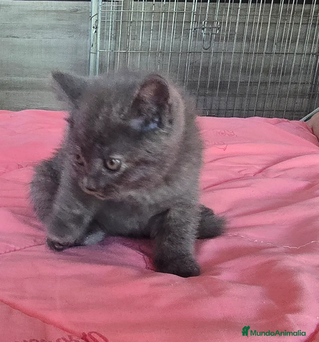 Británico de Pelo Corto Azul gatos en venta: Gatcot.com - Anuncio 8