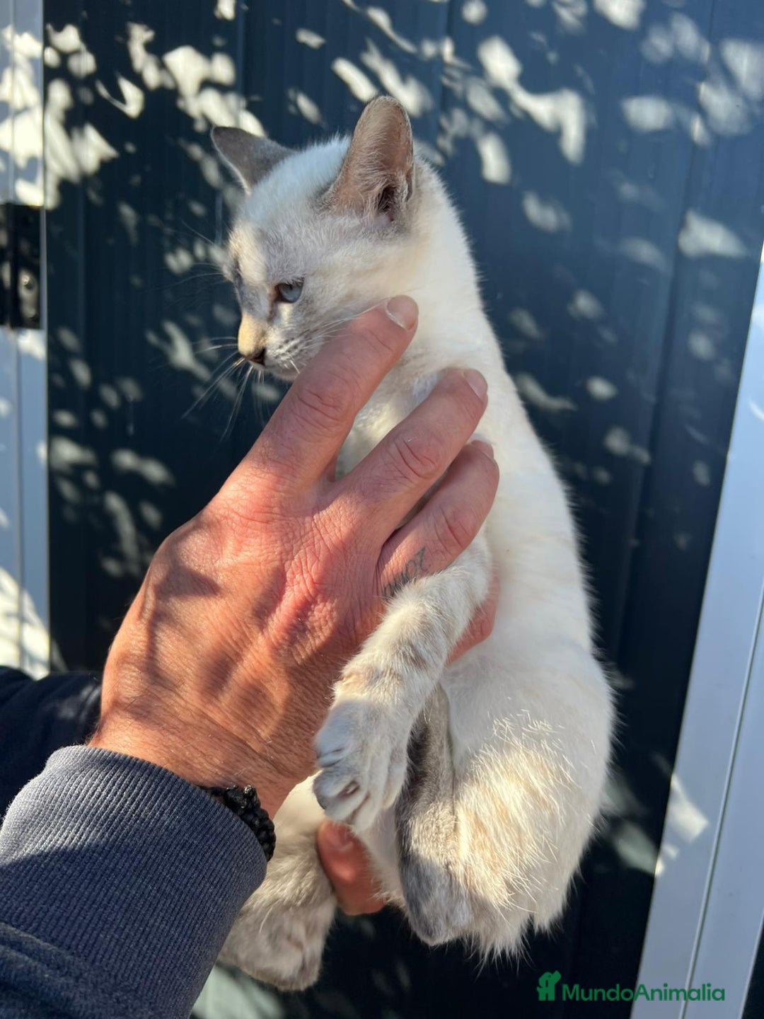 Siamés gatos en venta: SIAMES  - Anuncio 5