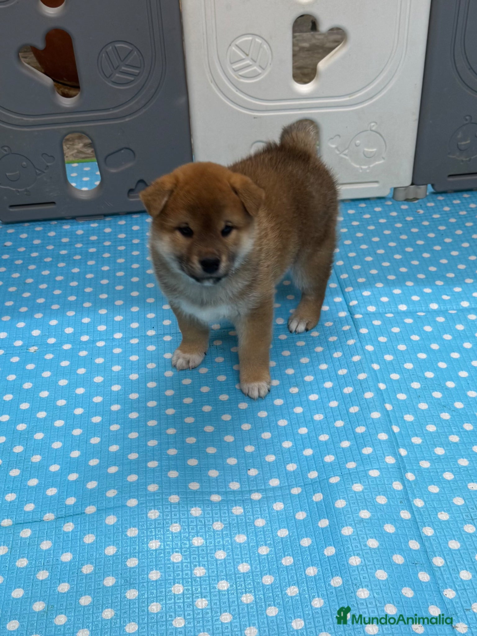 Shiba Inu perros Shiba Inu - Anuncio 2