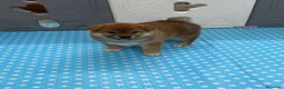 Shiba Inu perros en venta: Shiba Inu - Anuncio 2