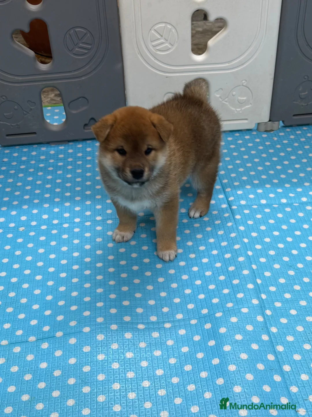 Shiba Inu perros en venta: Shiba Inu - Anuncio 2