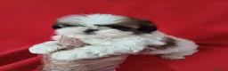 Shih Tzu perros en venta: Shitzhu  - Anuncio 1
