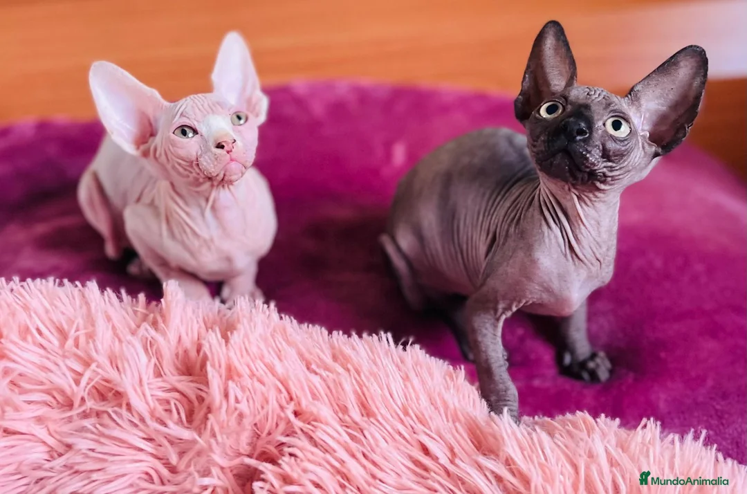 Sphynx gatos en venta: Gatitas sphynx color blanco y negro - Anuncio 4