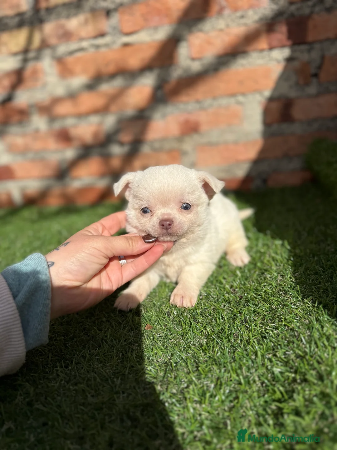 Chihuahua perros en venta: Chihuahuas cabeza manzana hembras - Anuncio 2