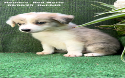 Border Collie perros en venta: Border Collie hembra red Merle - Imagen 13