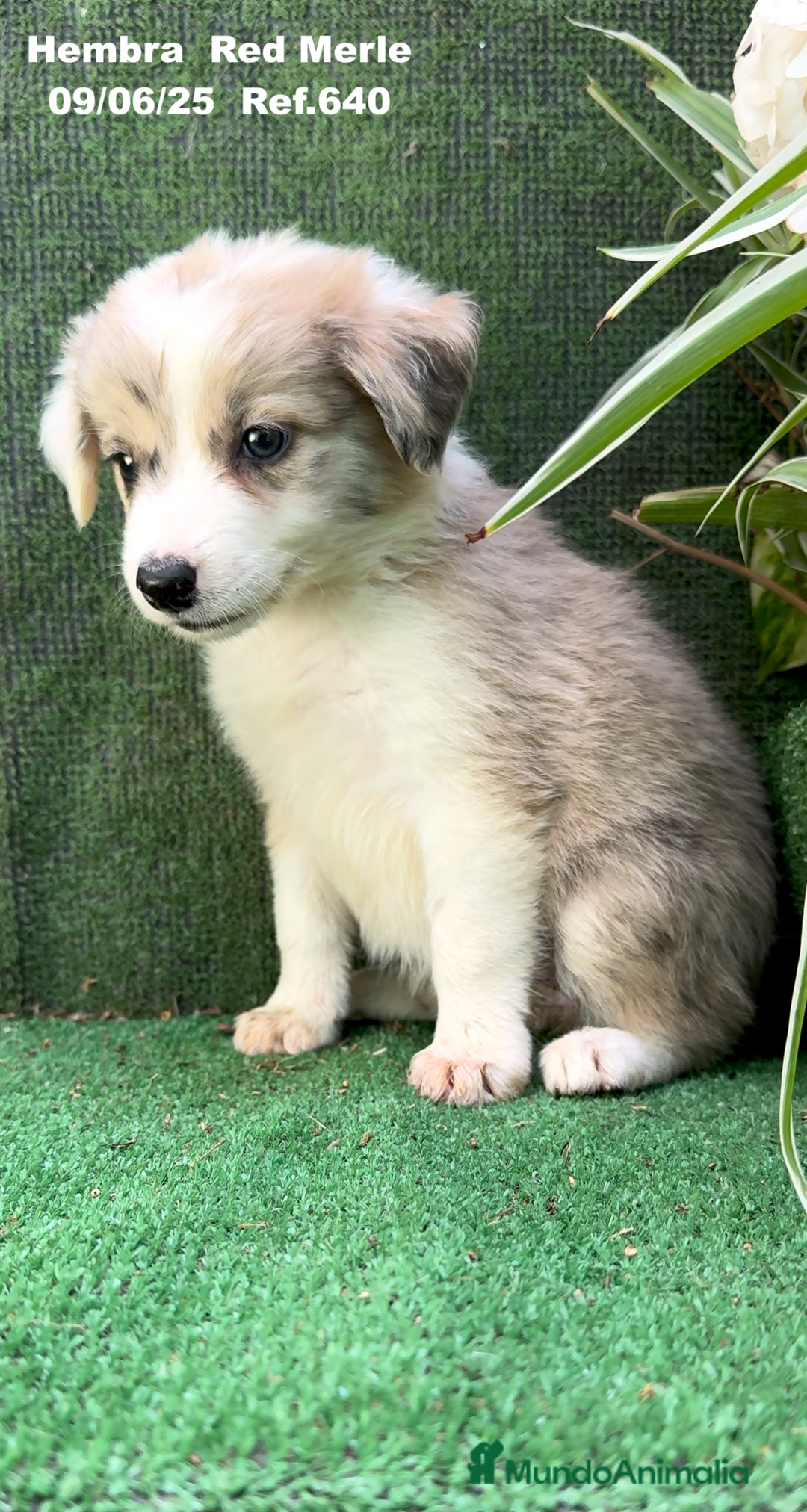 Border Collie perros en venta: Border Collie hembra red Merle - Imagen 13