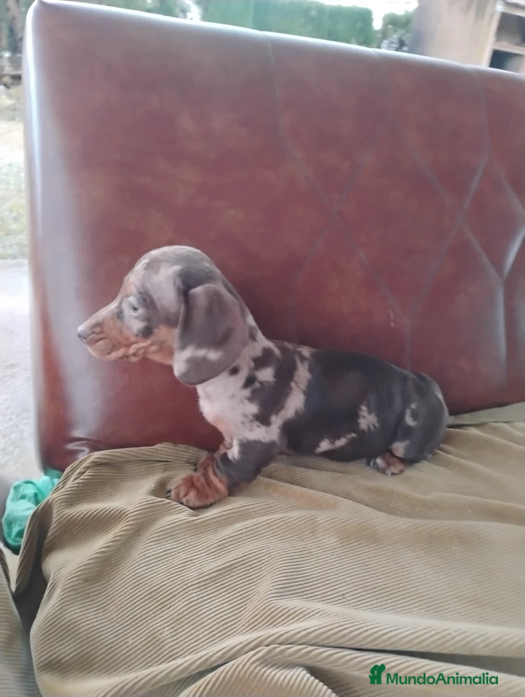 Teckel perros en venta: Cachorra teckel arlequín chocolate  - Anuncio 2