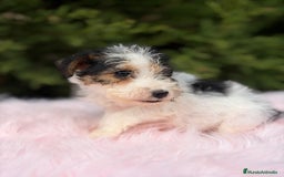 Fox Terrier de Pelo Liso perros en venta: FOXTERRIER DISPONIBLES - Anuncio 4