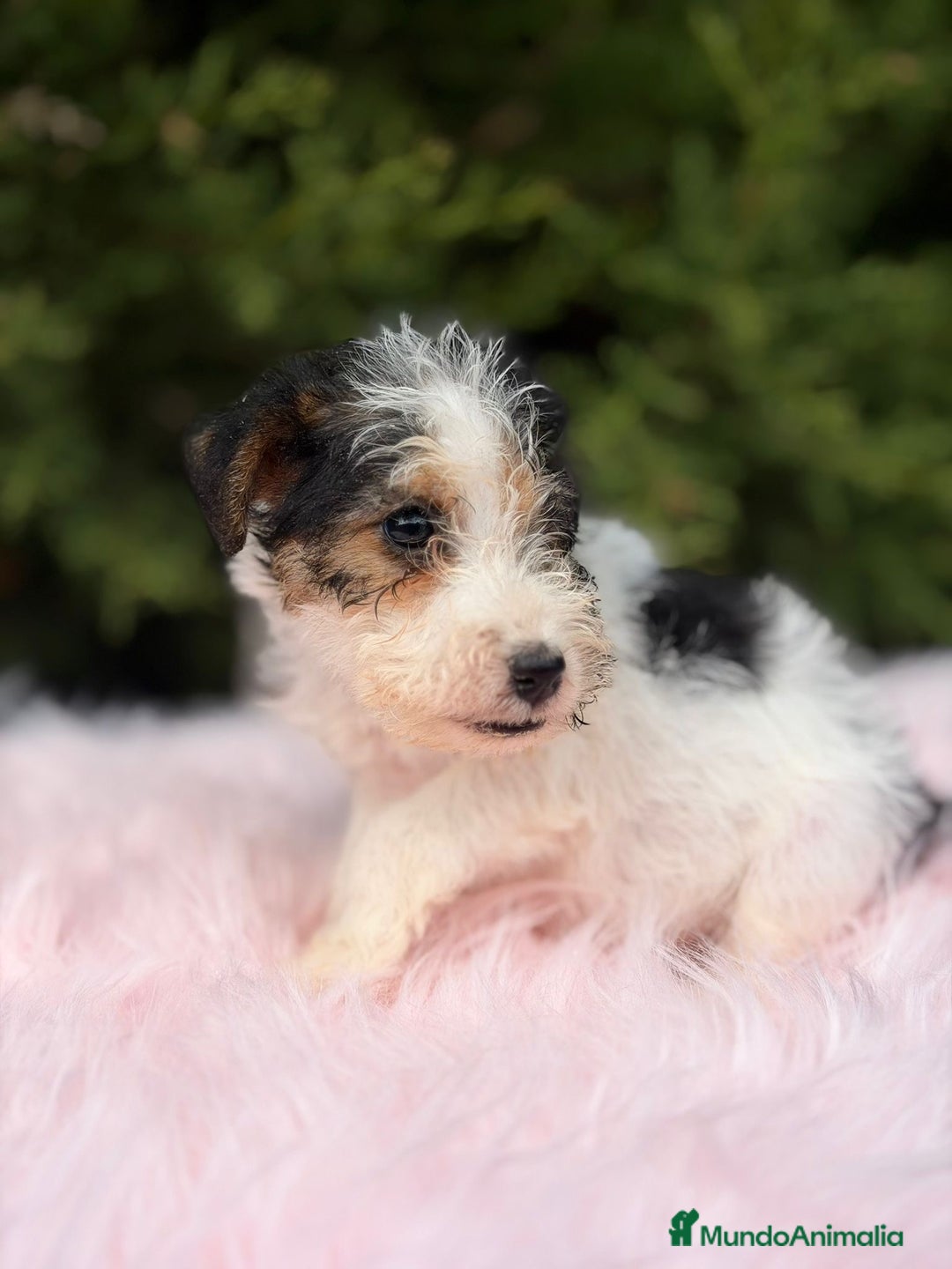 Fox Terrier de Pelo Liso perros en venta: FOXTERRIER DISPONIBLES - Anuncio 4