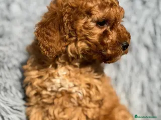 Maltipoo perros MALTIPOO MACHOS DISPONIBLES - Anuncio 3