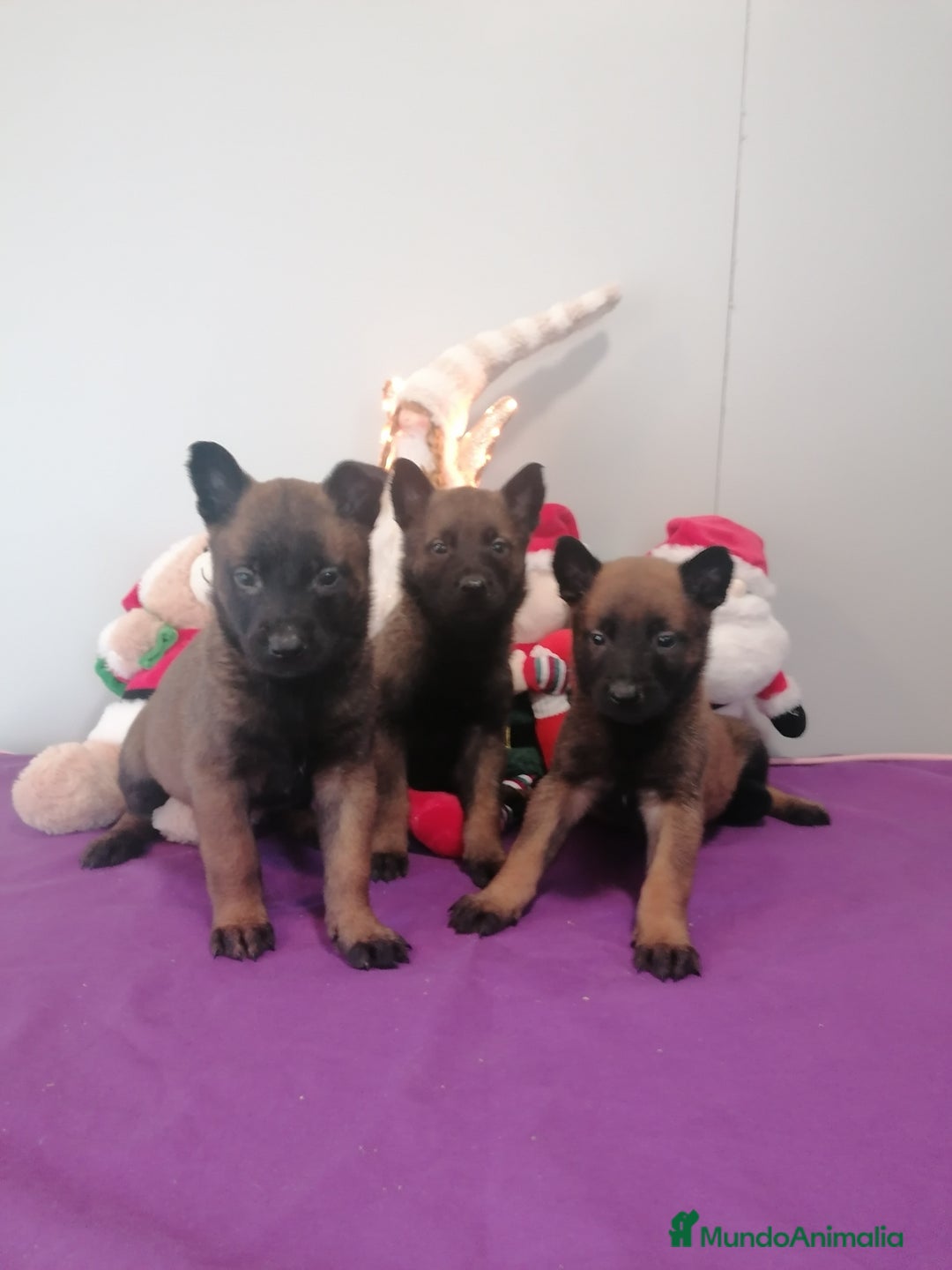 Pastor Belga Malinois perros en venta: Pastor belga molinois - Anuncio 4