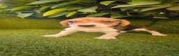 Beagle perros en venta: beagles mini tricolor  - Anuncio 10