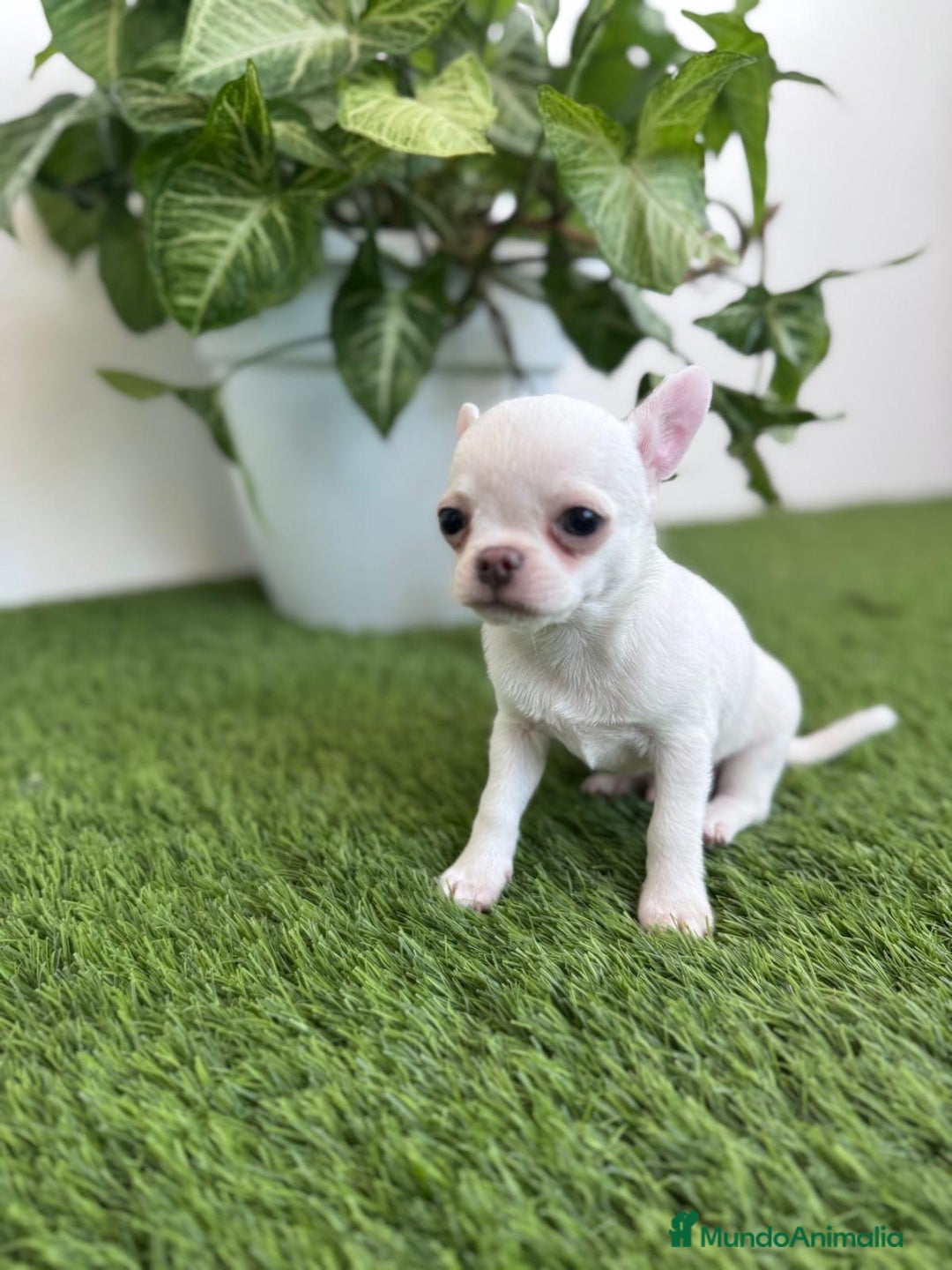 Chihuahua perros en venta: CHIHUAHUA  - Imagen 4