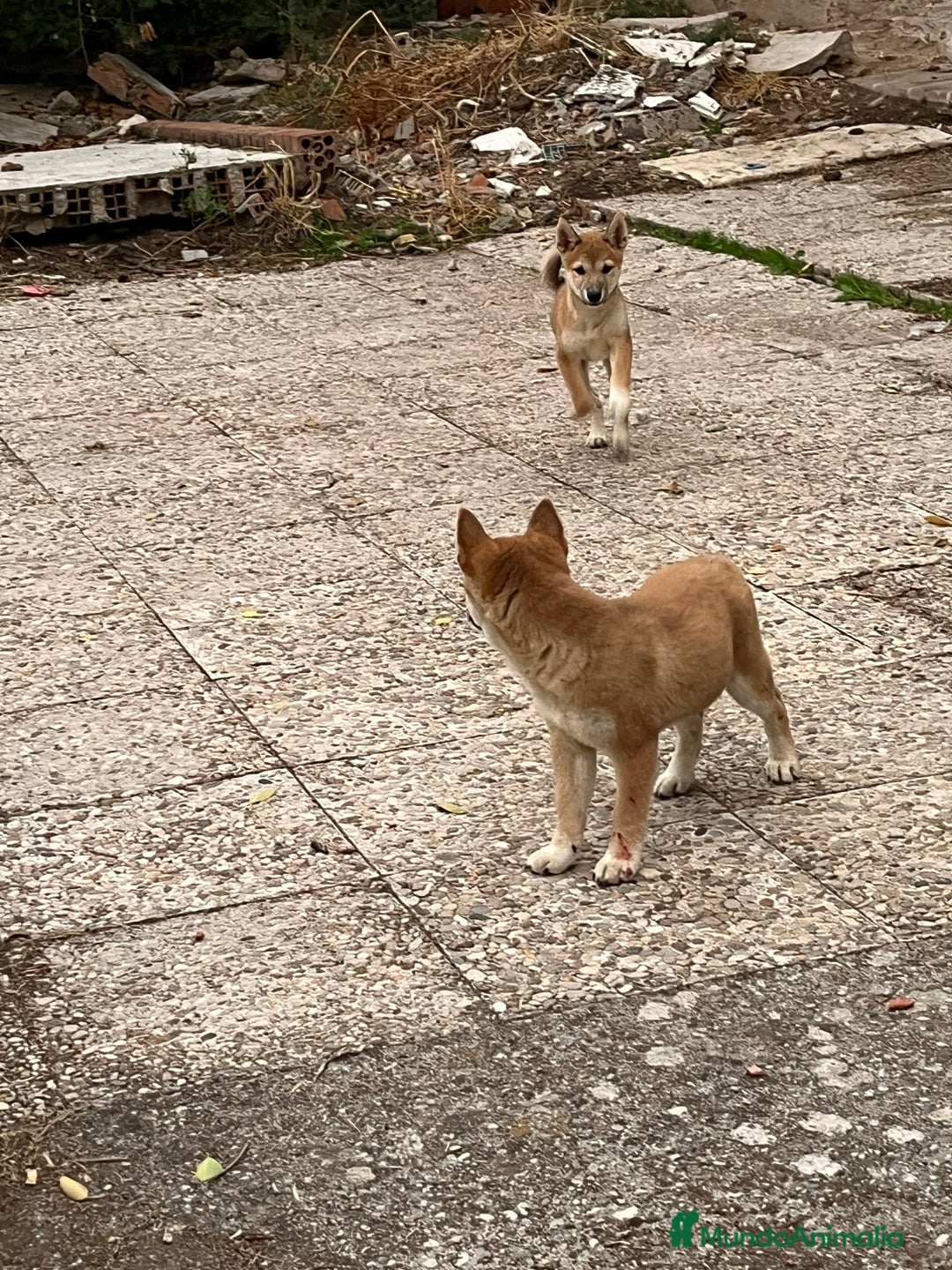 Shiba Inu perros en venta: SHIBA INU HEMBRA  - Anuncio 2