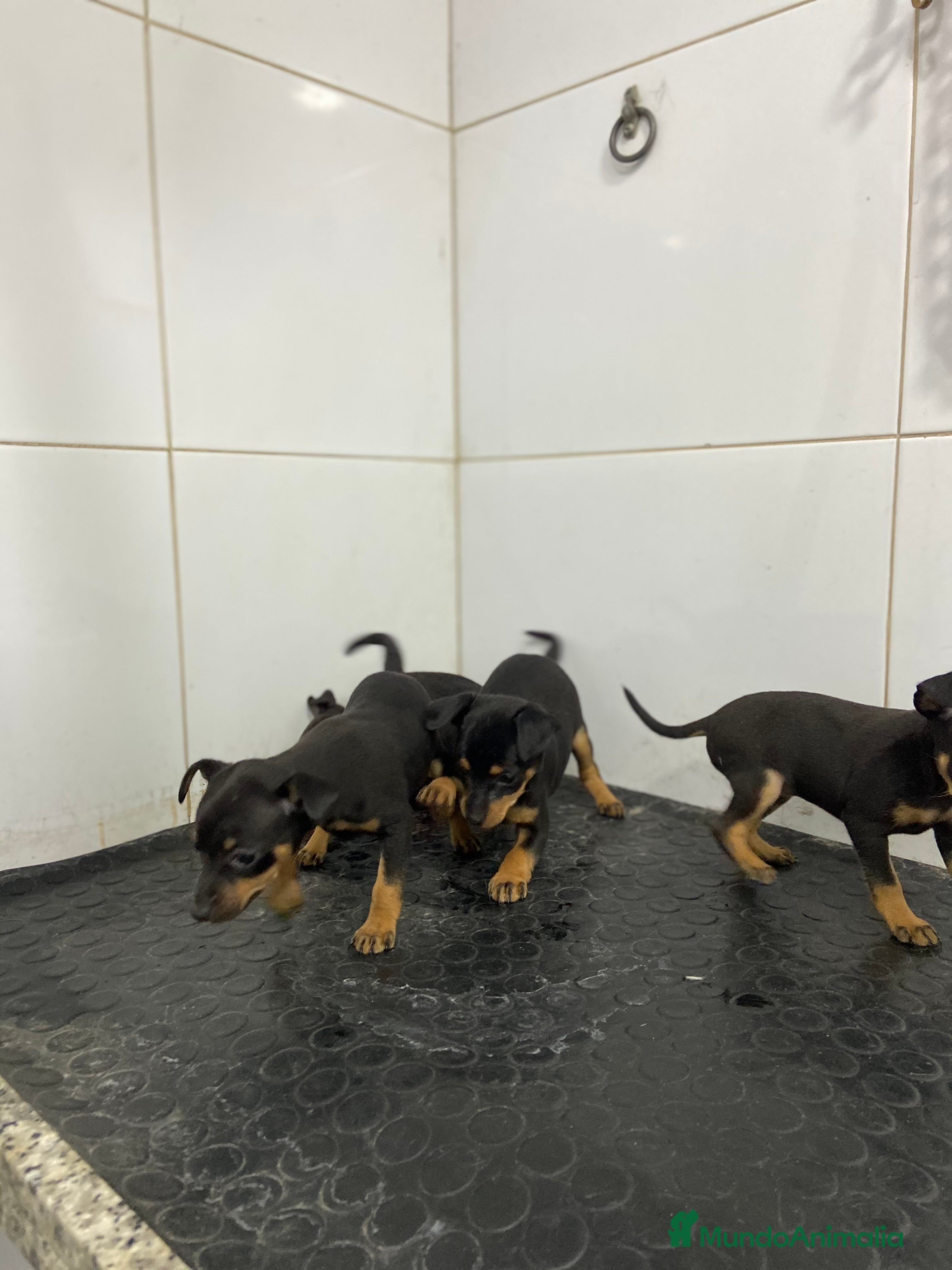 Pinscher Miniatura perros Cachorros Pinscher 500€ ¡PRECIO REAL! - Anuncio 2