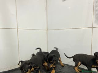 Pinscher Miniatura perros Cachorros Pinscher 500€ ¡PRECIO REAL! - Anuncio 2