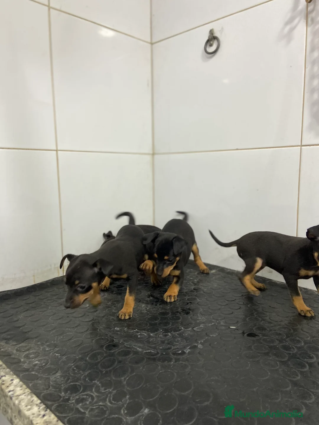 Pinscher Miniatura perros en venta: Cachorros Pinscher 500€ ¡PRECIO REAL! - Anuncio 1