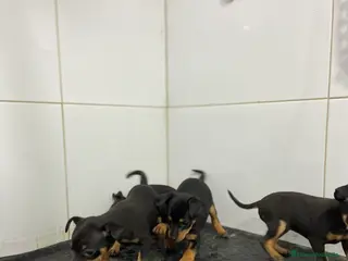 Pinscher Miniatura perros Cachorros Pinscher 500€ ¡PRECIO REAL! - Anuncio 2
