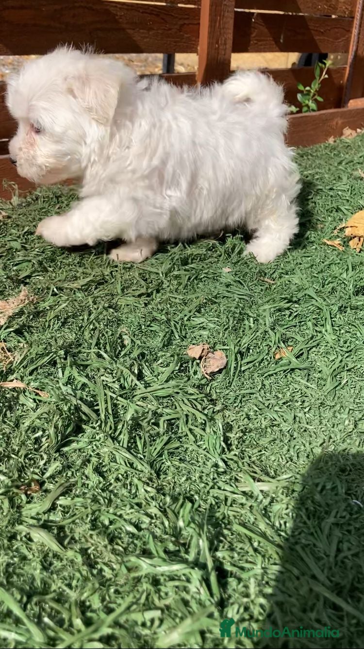 Maltipoo perros Maltipoo  - Anuncio 1