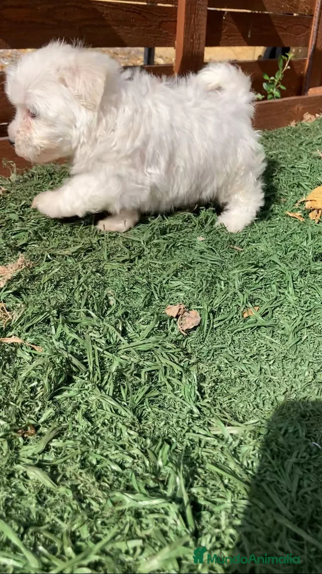 Maltipoo perros en venta: Maltipoo  - Anuncio 1