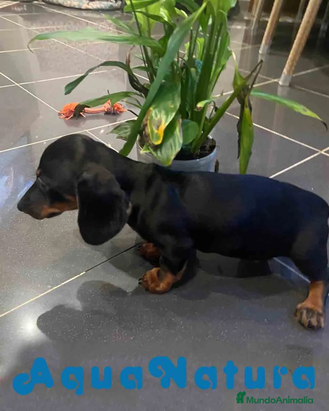 Teckel Miniatura perros en venta: Teckel Macho de Tria y Luisiño 2023 AQUANATURA - Anuncio 4