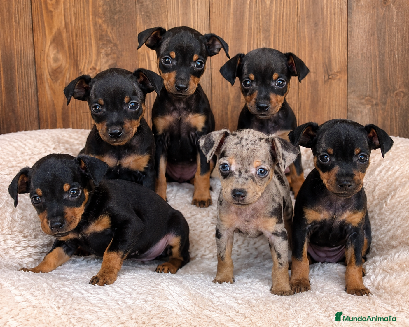 Pinscher Miniatura perros CAMADA DISPONIBLE DE MINI PINSCHER ✨🐾 - Anuncio 2